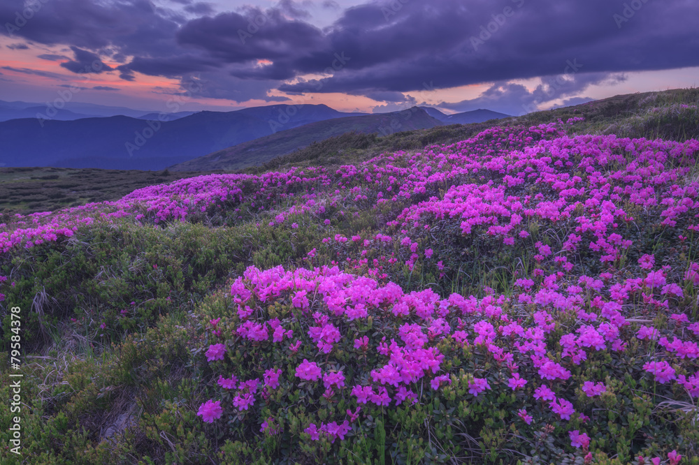 杜鹃花