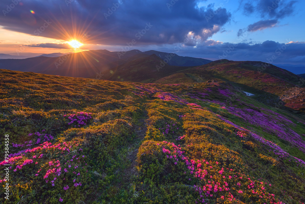 杜鹃花