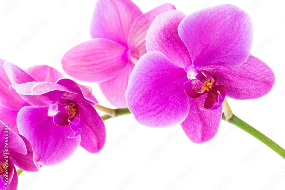 Orchid