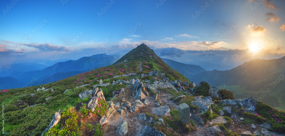 杜鹃花