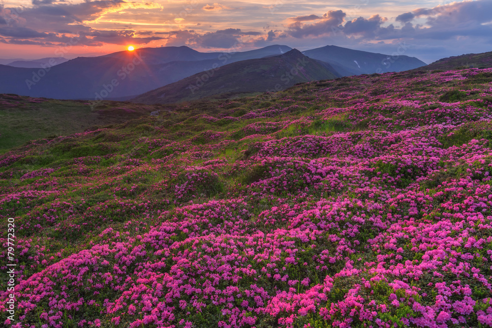 杜鹃花