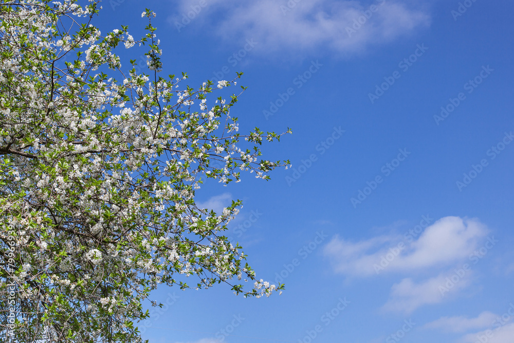 Spring blossom against blue sky