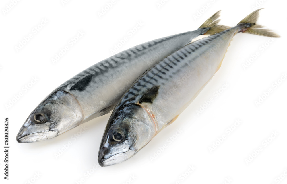 mackerel fish isolated