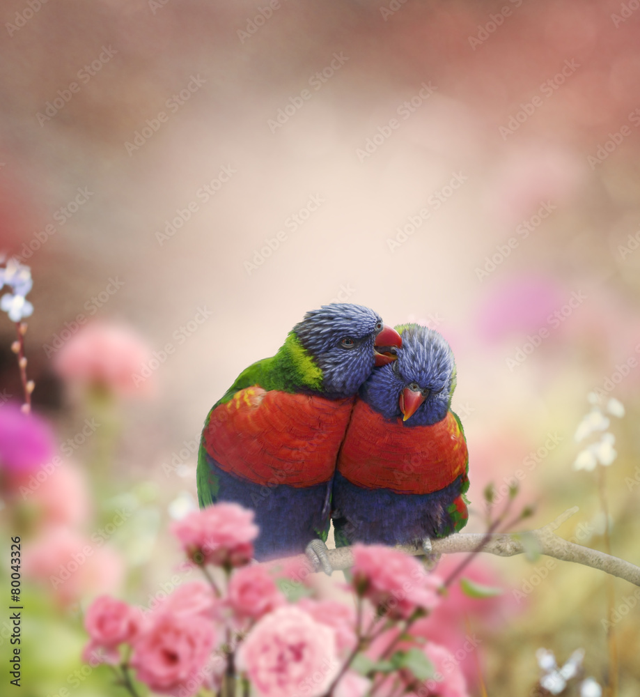 彩虹Lorikeets