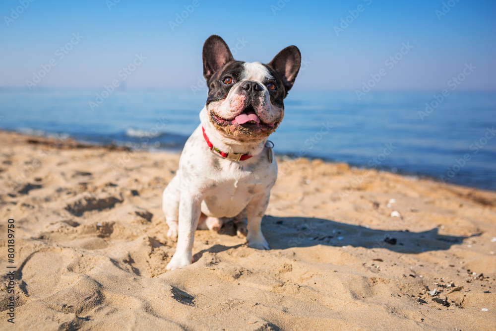 海滩上的法国斗牛犬肖像