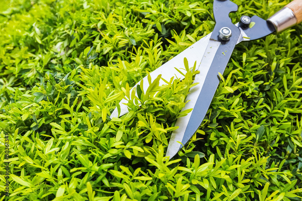 gardening pruning closeup