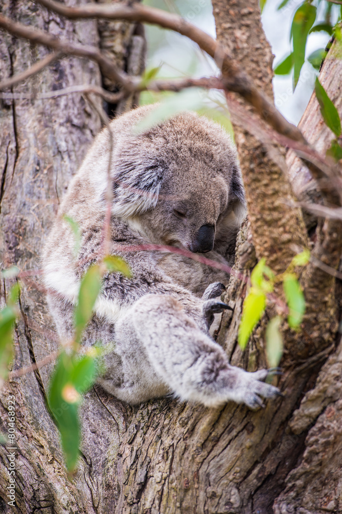 Close up of koala at sanctuary in Australia