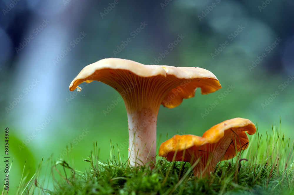 chanterelle