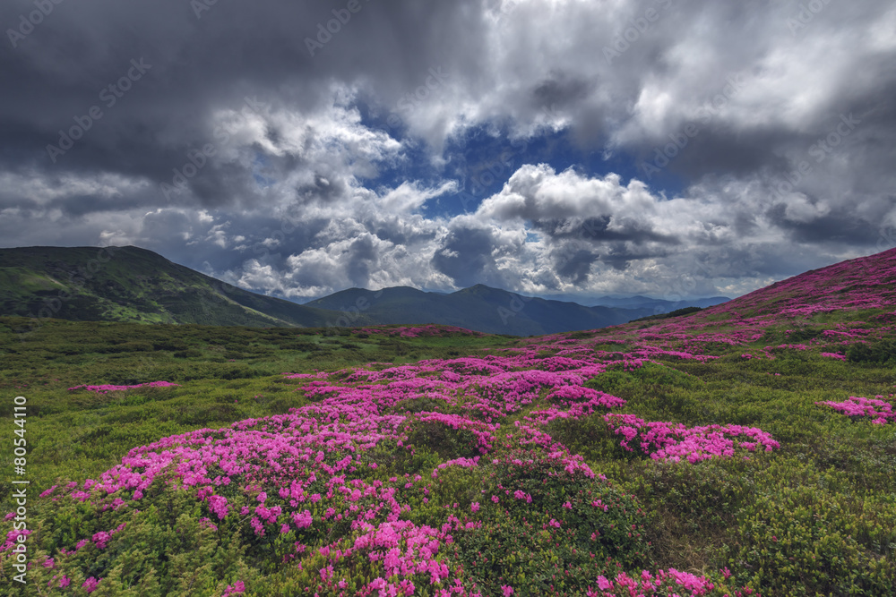 杜鹃花