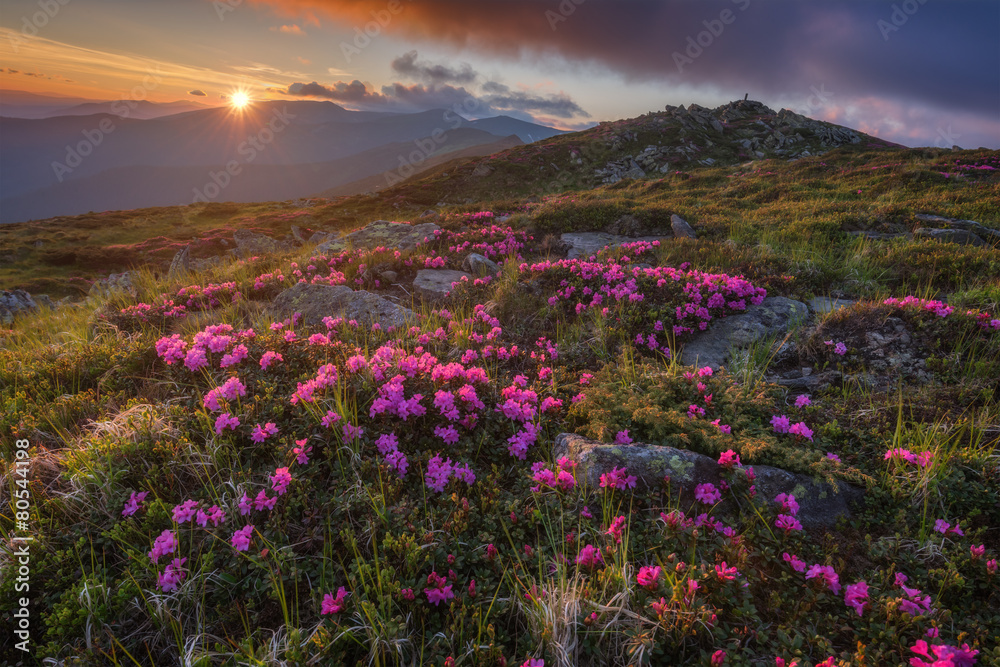 杜鹃花