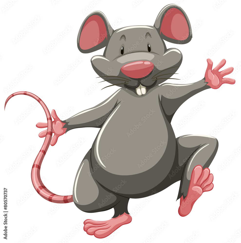 Gray rat