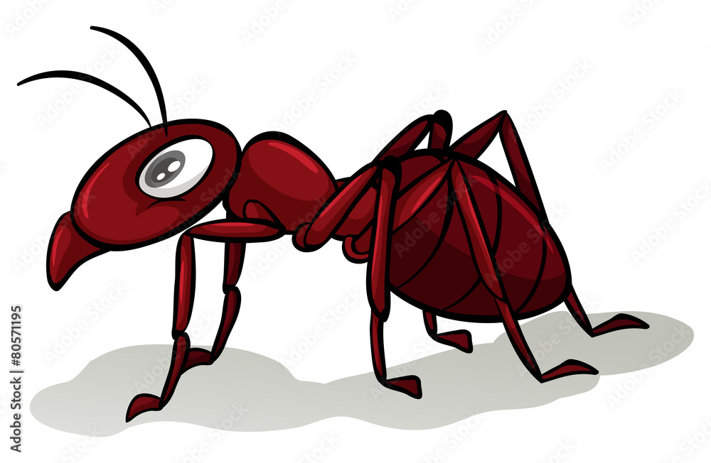 Red ant