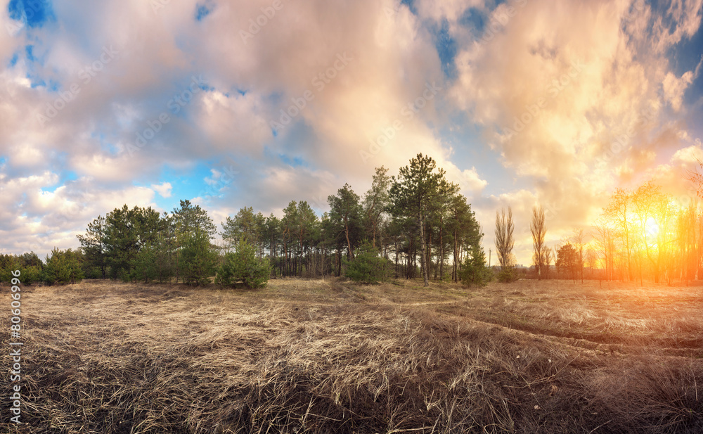 Green pine trees in spring with blue sky and beautiful clouds at