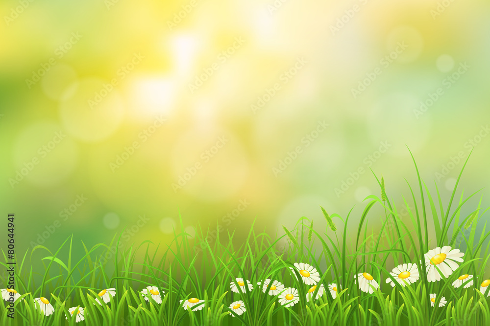 Spring nature background with green grass and chamomiles