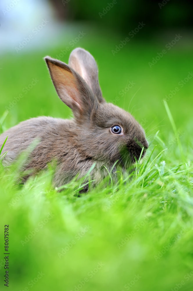 Rabbit