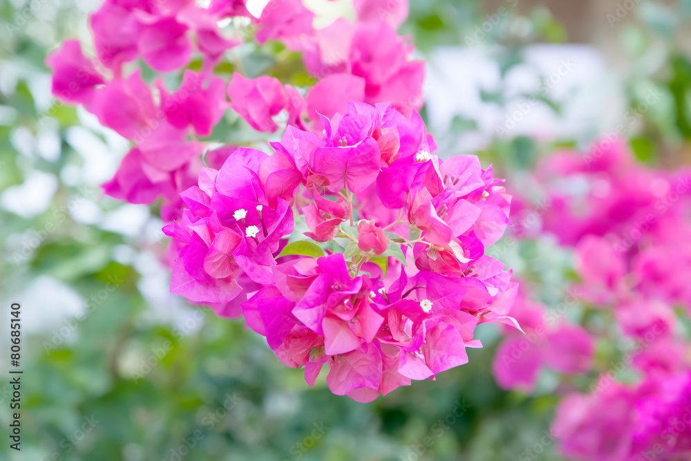 Bougainvillea ,Provincial flower of phuket thailand