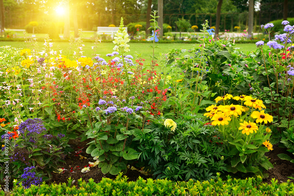 Multicolored flowerbed in park on sunny morning