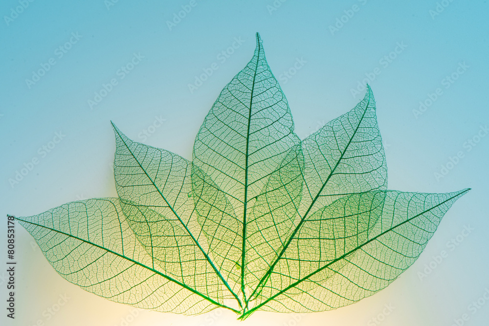 green leaves