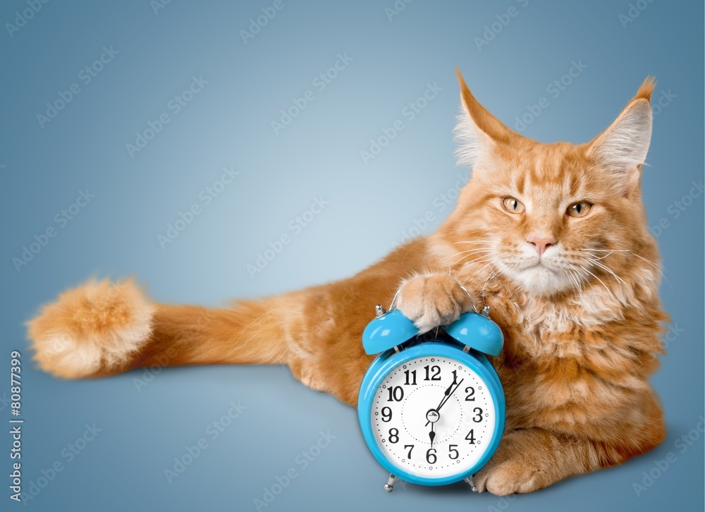 New. Kitten with alarm clock displaying 2015 year