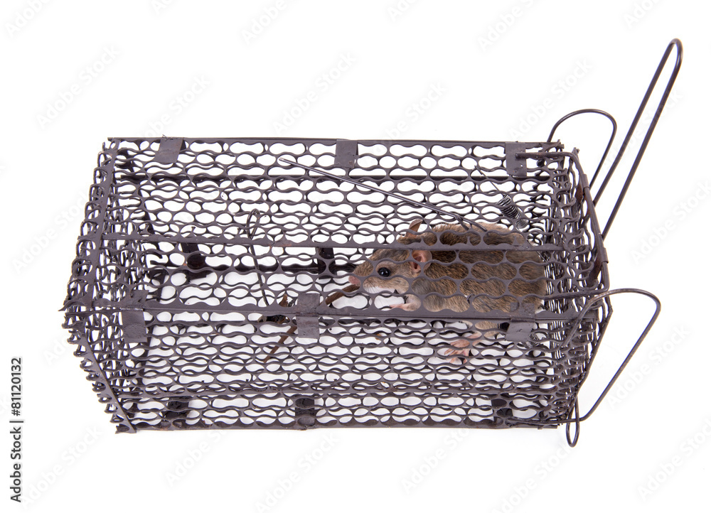 rat trap