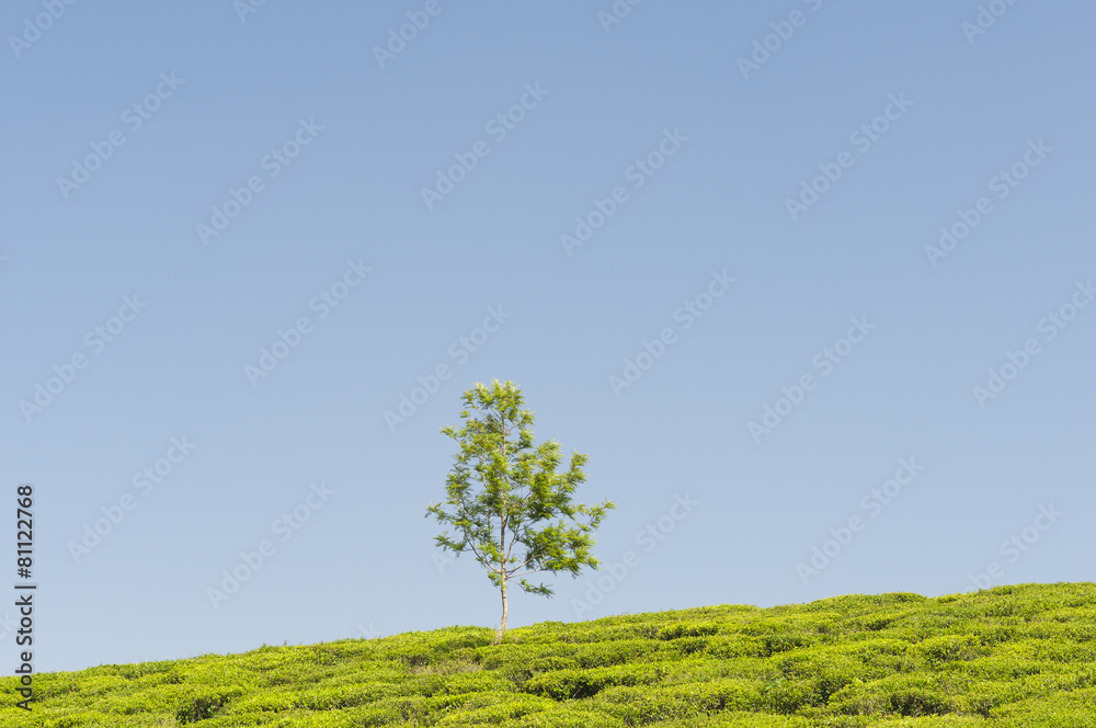 Teeplantage und ein Baum