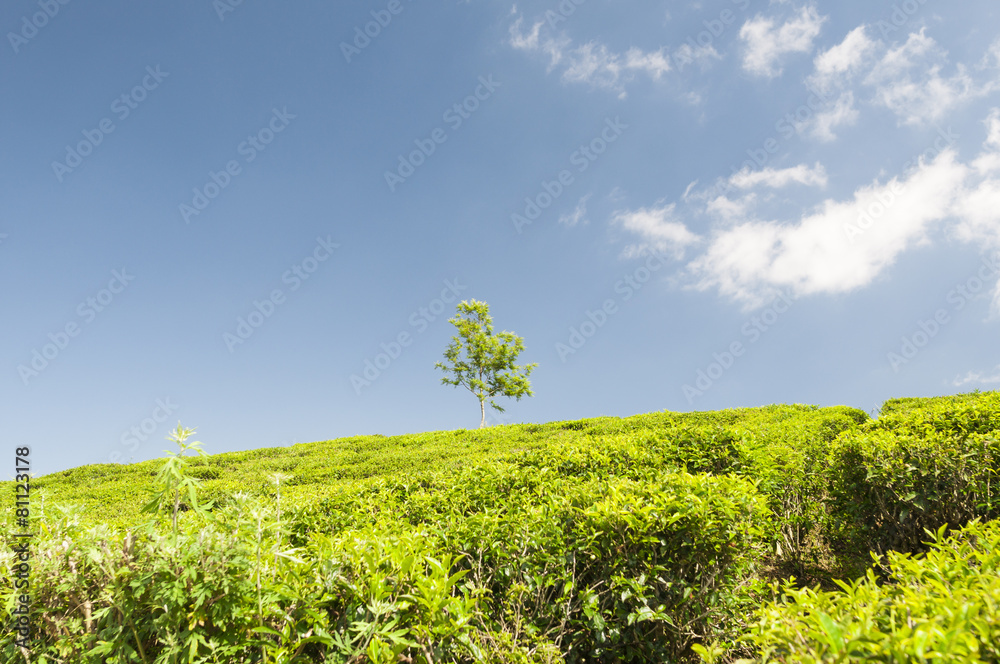 Teeplantage und ein Baum