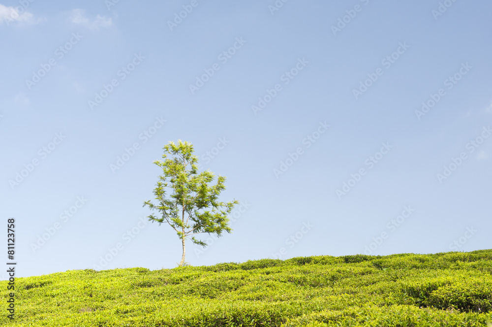 Teeplantage und ein Baum