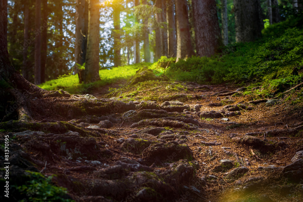 Waldweg bei Sonnenuntergang