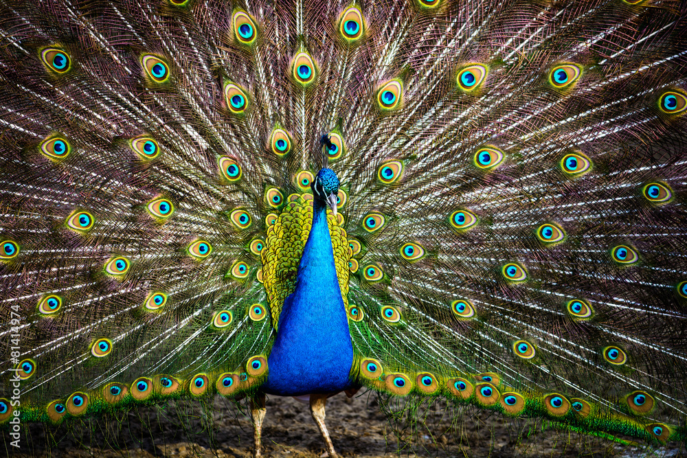 Pfau, ein Rad schlagend