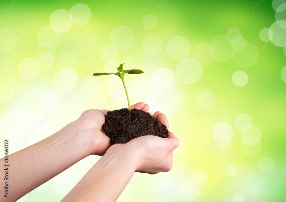 Woman hands holding young plant