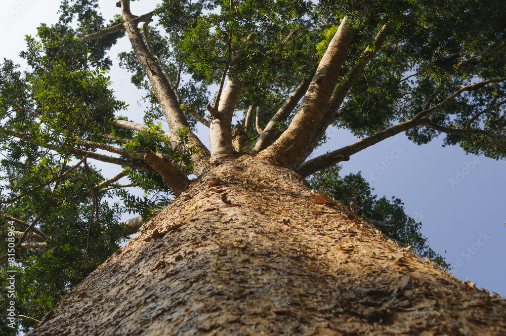 Kauri Baum，澳大利亚玛瑙