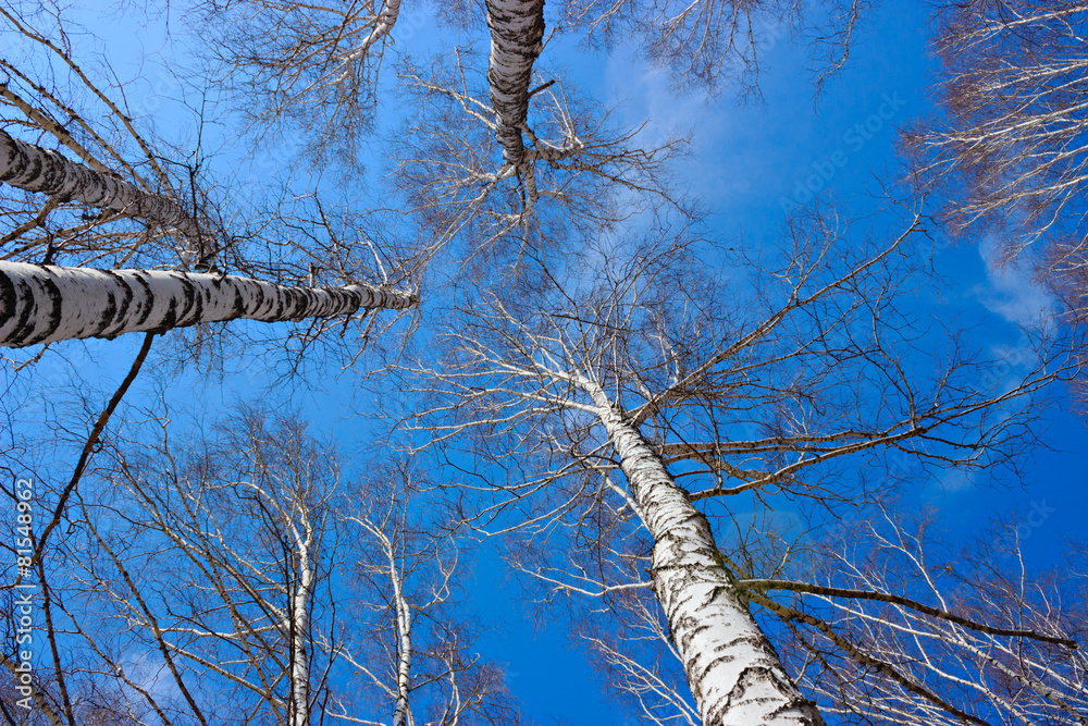 looking at the sky in the spring birch wood