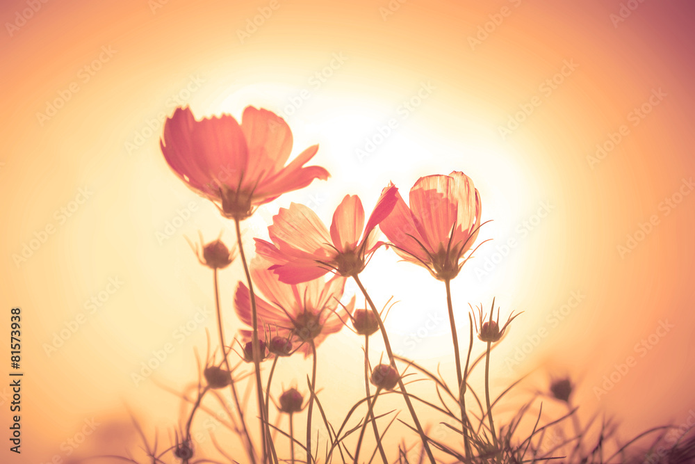 soft focus of cosmos flowers