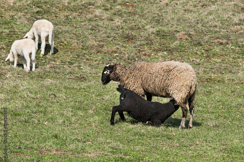 Sheep and lambs grazing