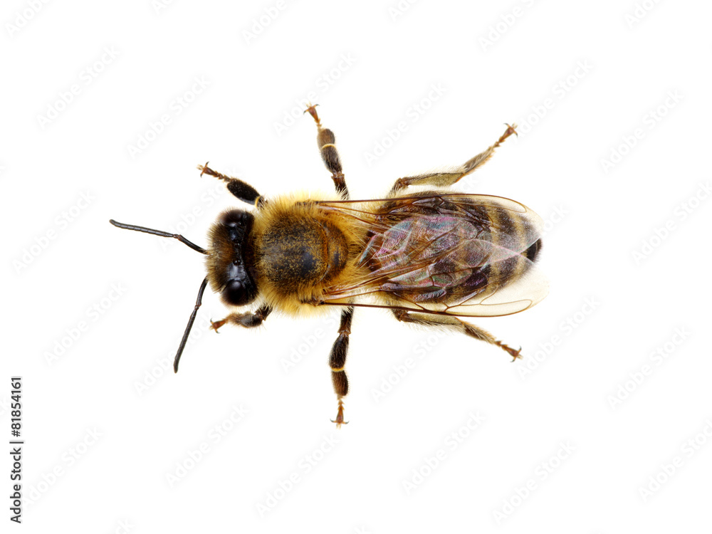 Bee