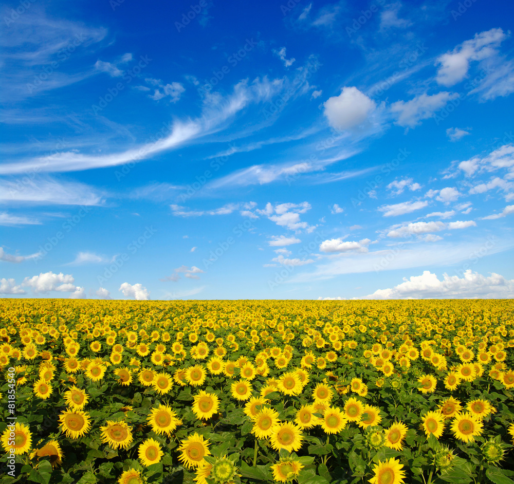 sunflowers field