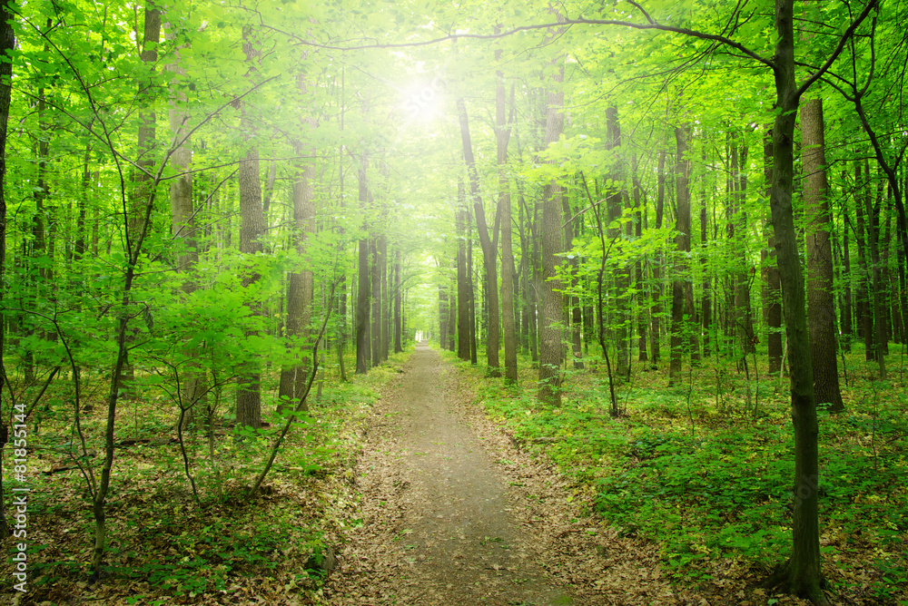 sunlight forest