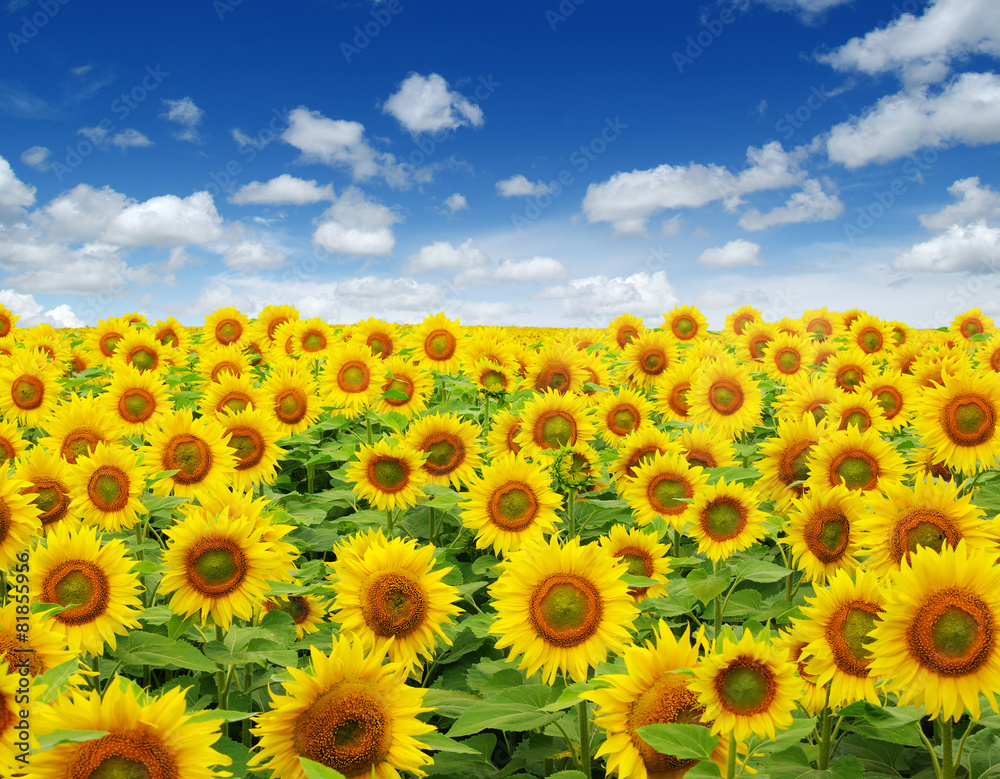 sunflowers field