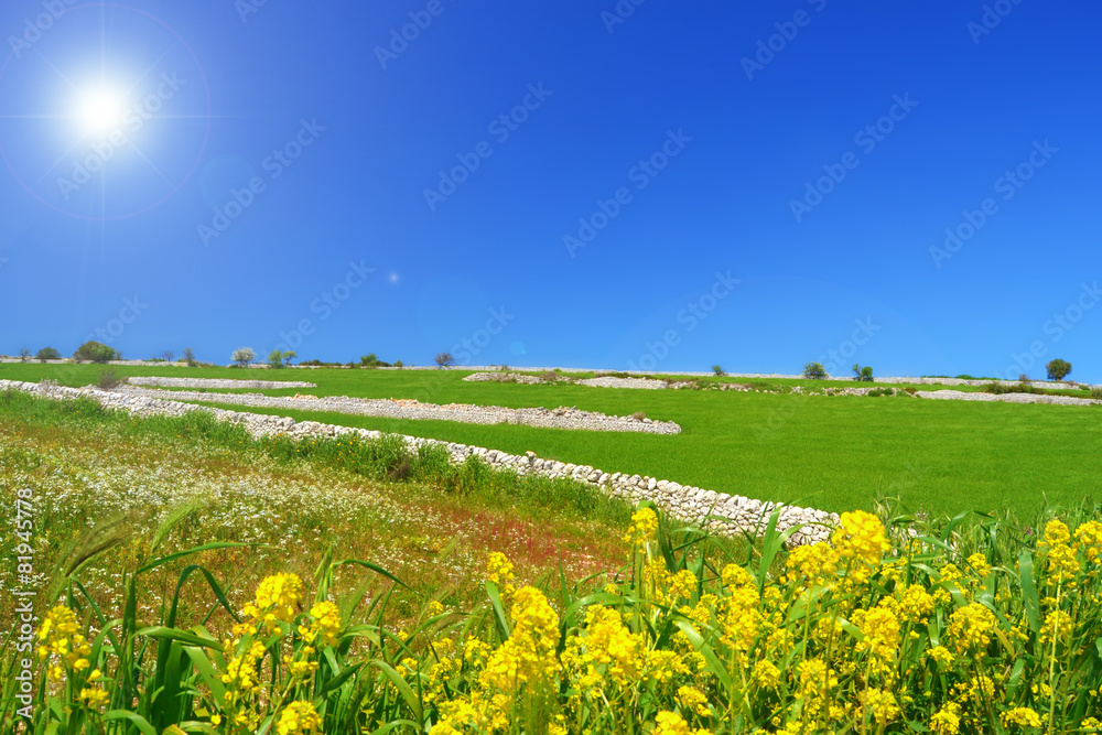 Collina verde con fiori gialli in primo piano e sole nel cielo