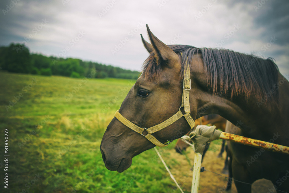 Portrait of a horse, brown horse