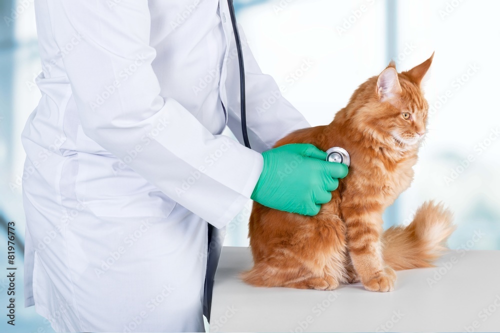 Alone. Red cat with veterinarian doctor. Veterinary clinic.