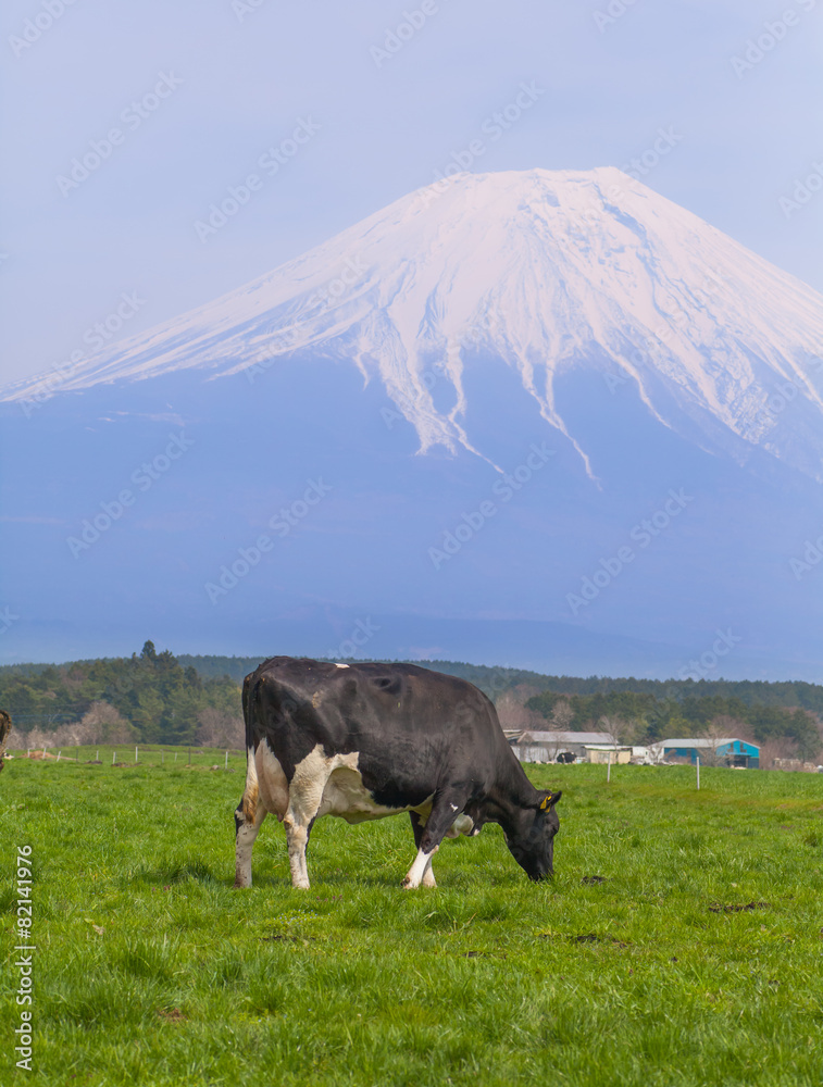 以富士山为背景的奶牛场