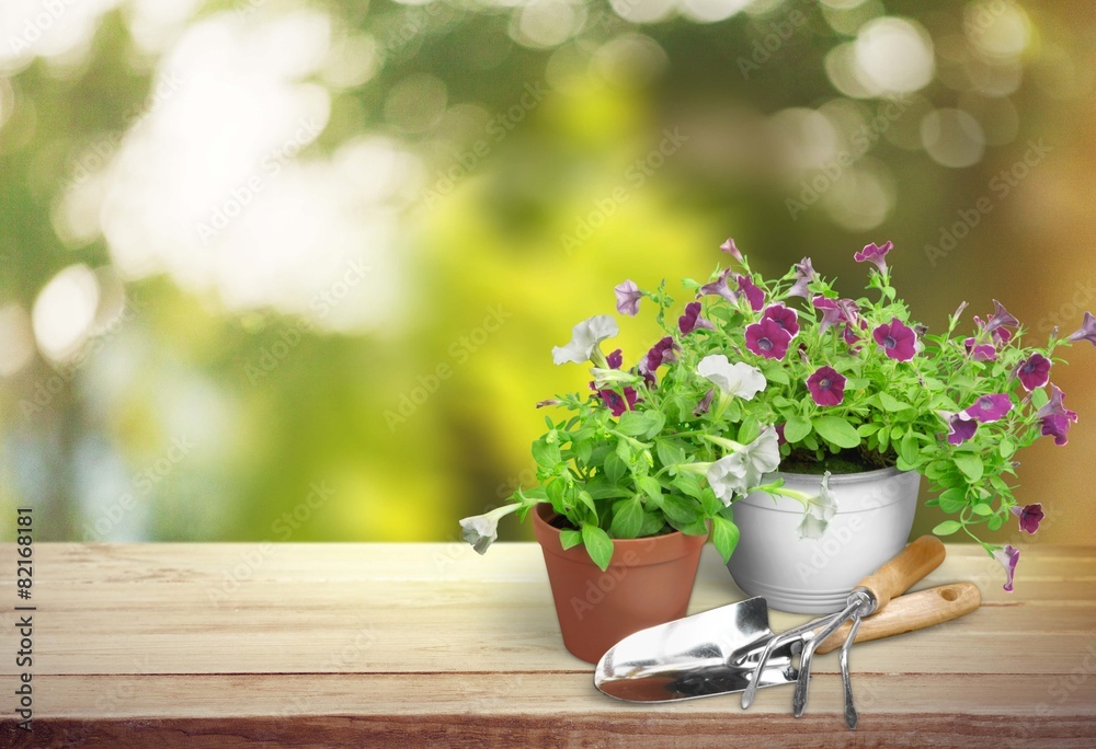 Gardening Equipment. Forget-me-not