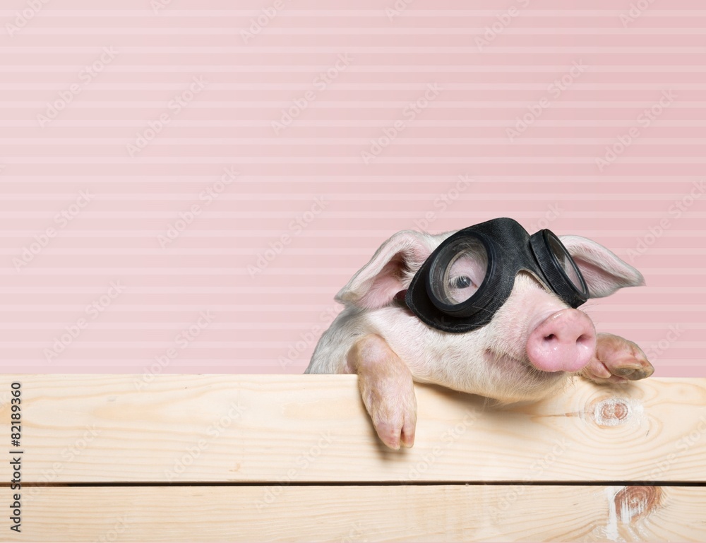 Animals. Funny pig hanging on a fence. Studio photo. Isolated on