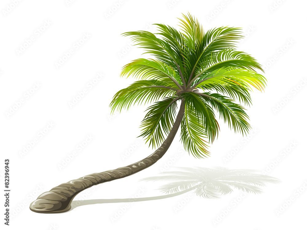 Palm Tree