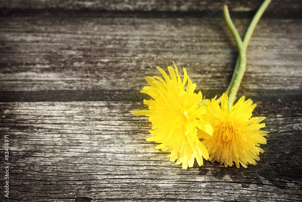 Dandelions on wooden background