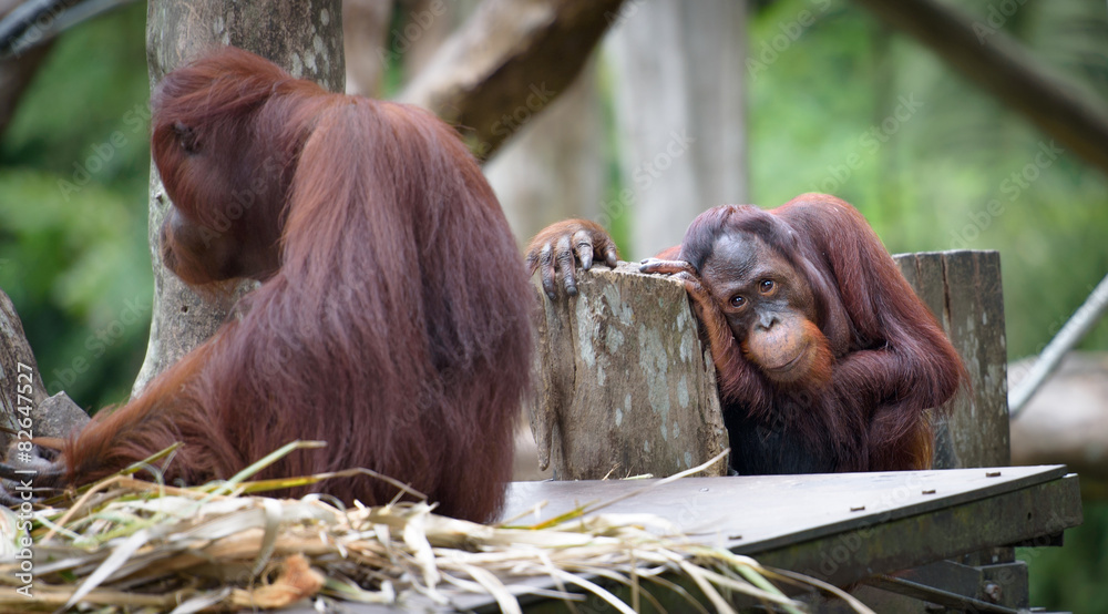 Adult orangutan sitting with sad and thoughtful face