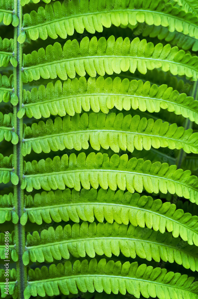 Fern leaf