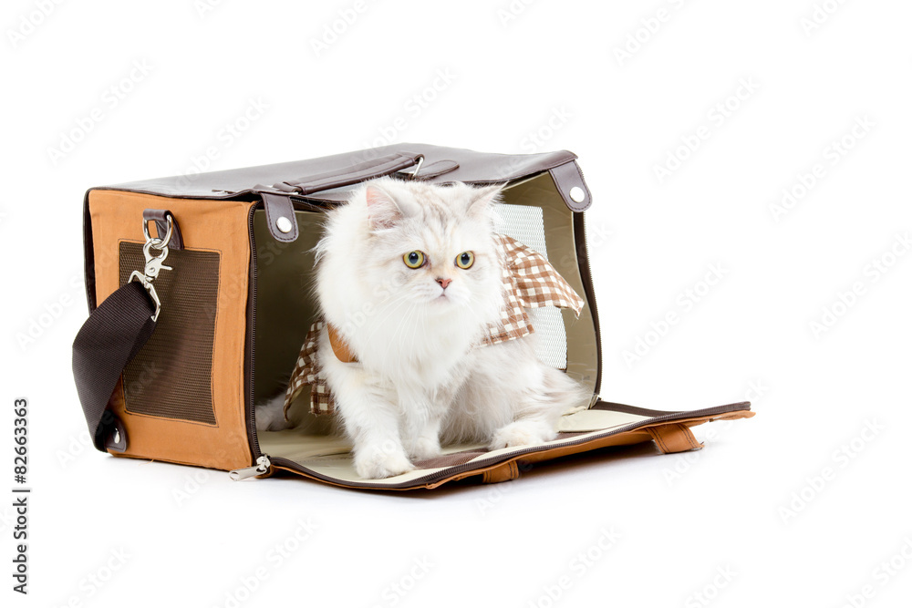 White dressing cat in a handbag on white background