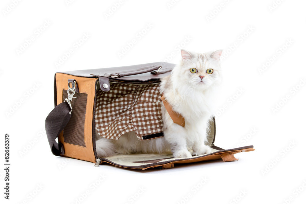 White dressing cat in a handbag on white background